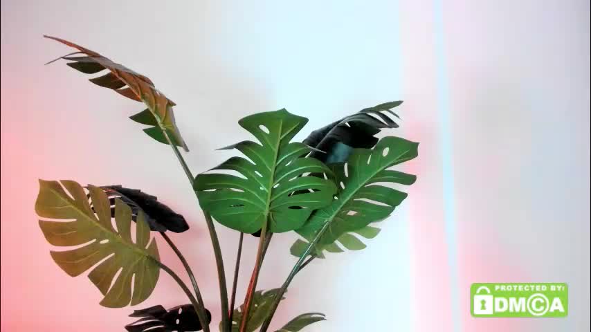 ashllovee_ Приват Записи 2026-01-12