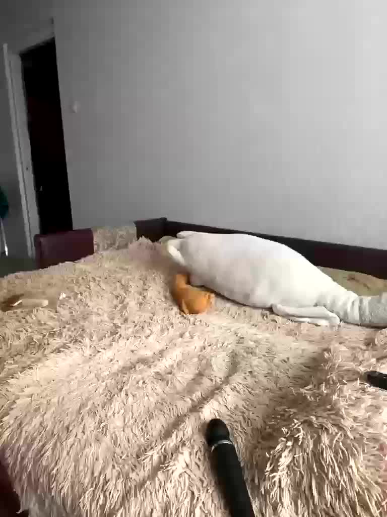 Xyligana Приват Записи 2026-01-22