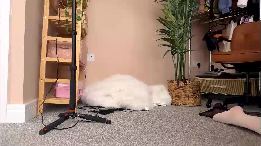 vixenp Приват Записи 2026-02-03