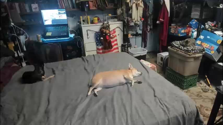 pink_black Приват Записи 2026-02-16