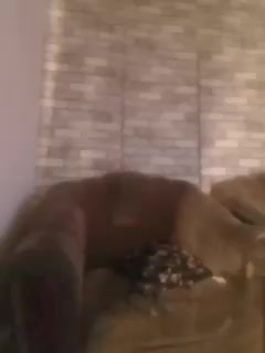 CerdAyaz Приват Записи 2026-02-21