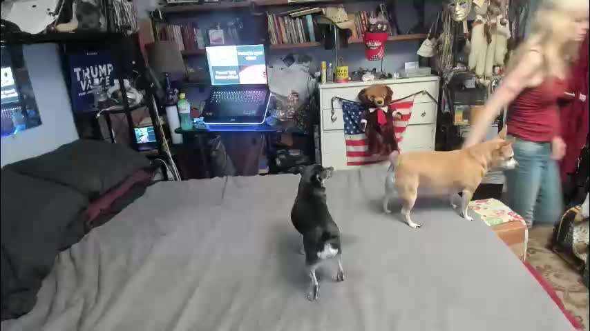 pink_black Приват Записи 2026-03-31