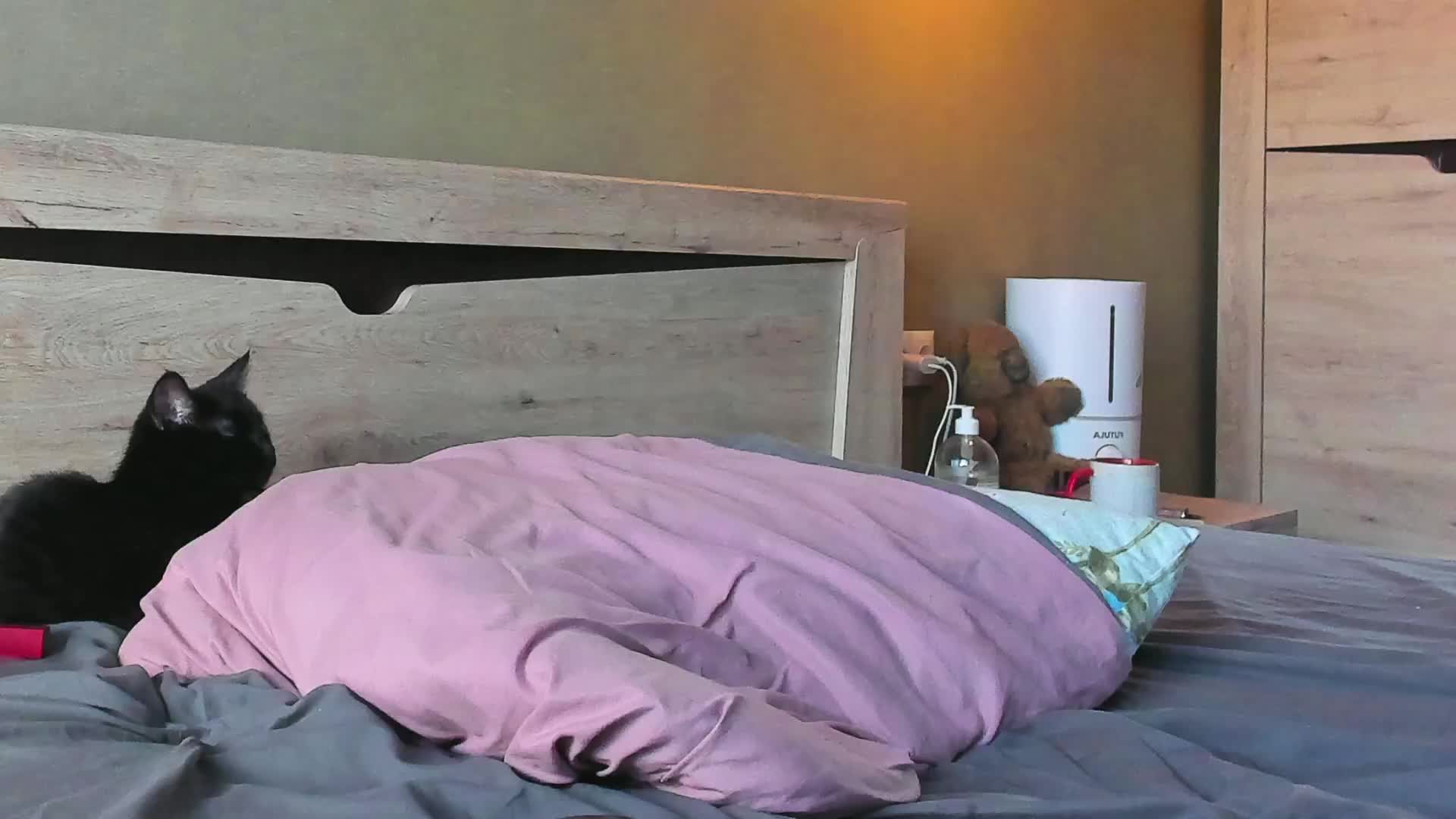 Dark-Willlow Приват Записи 2026-04-04